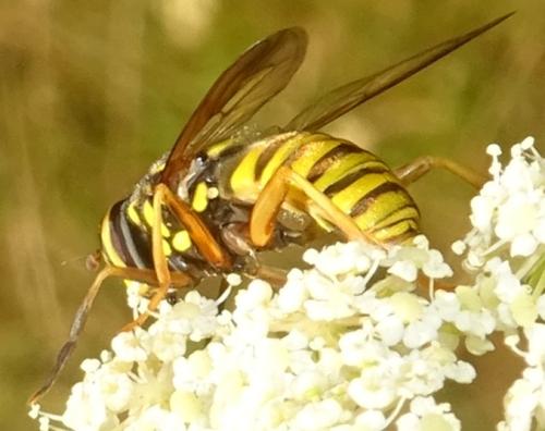 Spilomyia manicata